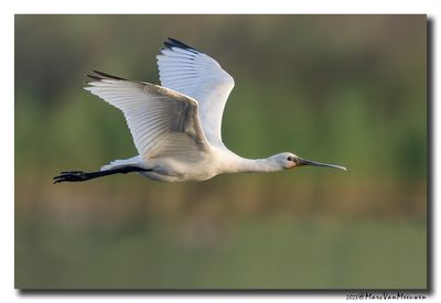 Lepelaar - Spoonbill