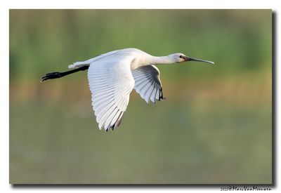 Lepelaar - Spoonbill