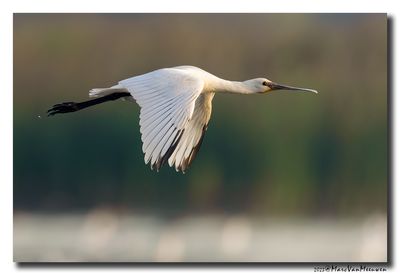 Lepelaar - Spoonbill
