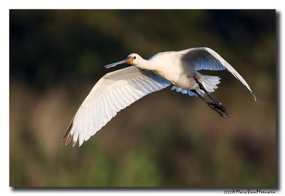 Lepelaar - Spoonbill