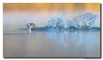 Fuut - Great Crested Grebe