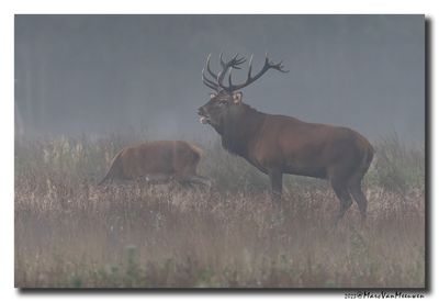 Edelhert - Red Deer
