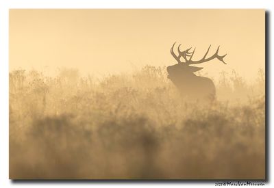 Edelhert - Red Deer