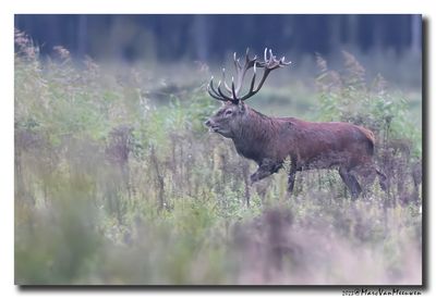 Edelhert - Red Deer