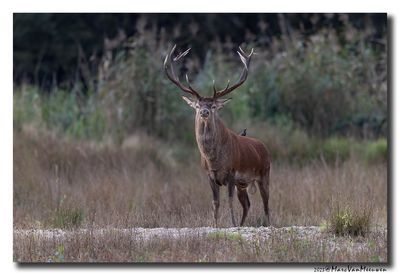 Edelhert - Red Deer
