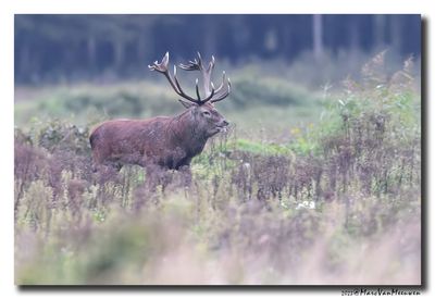 Edelhert - Red Deer