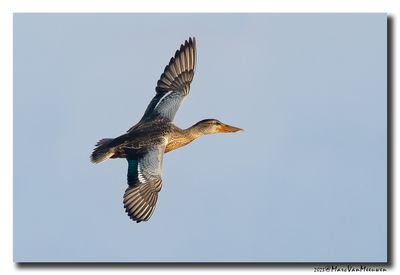 Slobeend - Northern Shoveler