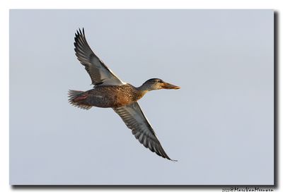 Slobeend - Northern Shoveler