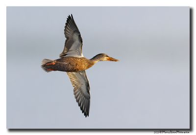 Slobeend - Northern Shoveler