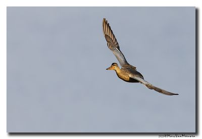 Slobeend - Northern Shoveler