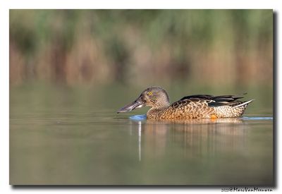 Slobeend - Northern Shoveler
