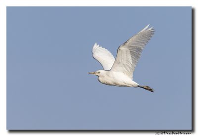 Koereiger - Cattle Egret