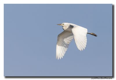 Koereiger - Cattle Egret