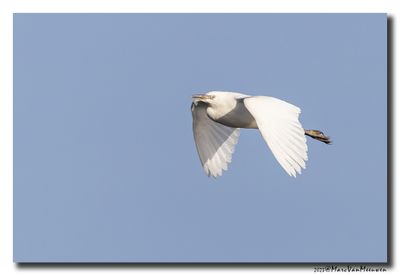 Koereiger - Cattle Egret