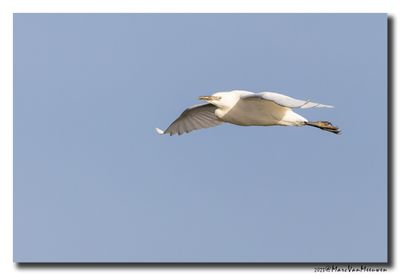 Koereiger - Cattle Egret
