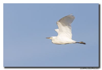 Koereiger_02102023_Lummen__A0A0263-CR3.jpg