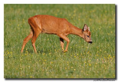 Ree - Roe deer