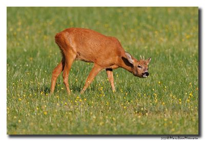 Ree - Roe deer