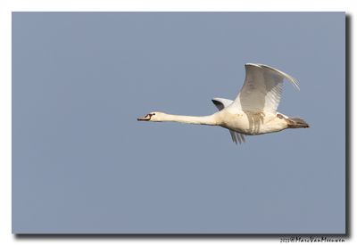 Knobbelzwaan - Mute Swan
