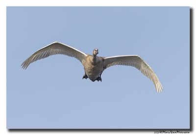 Knobbelzwaan - Mute Swan