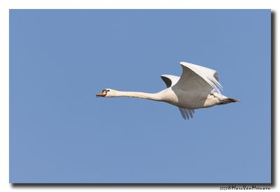 Knobbelzwaan - Mute Swan