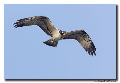 Visarend - Osprey