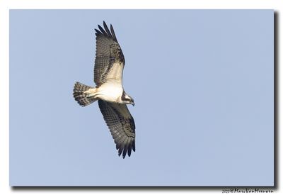 Visarend - Osprey