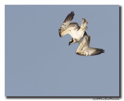 Visarend - Osprey