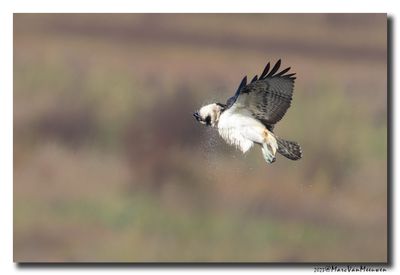 Visarend - Osprey
