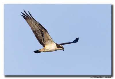 Visarend - Osprey