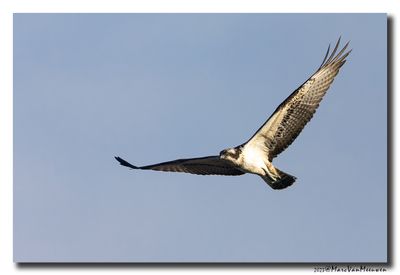 Visarend - Osprey