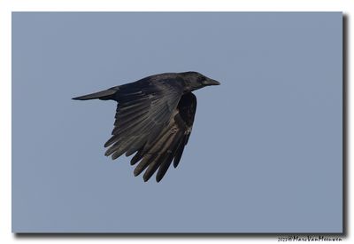 Zwarte Kraai - Carrion Crow