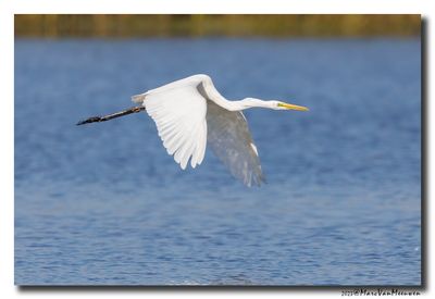 Grote Zilverreiger - Great Egret