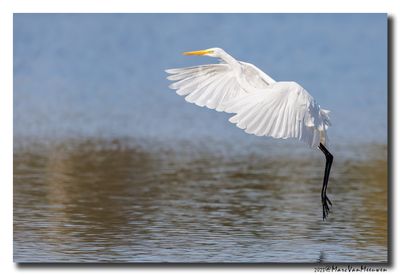 Grote Zilverreiger - Great Egret