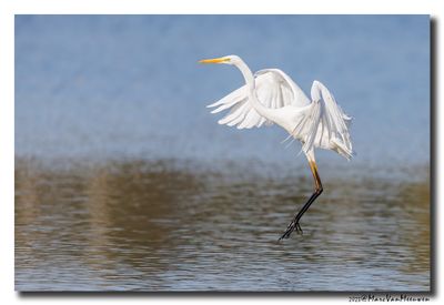 Grote Zilverreiger - Great Egret