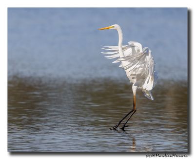 Grote Zilverreiger - Great Egret