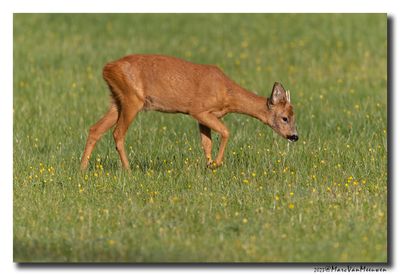 Ree - Roe deer