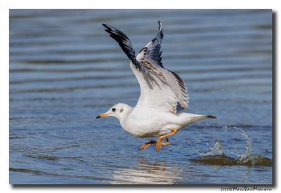 Kokmeeuw - Black-headed Gull