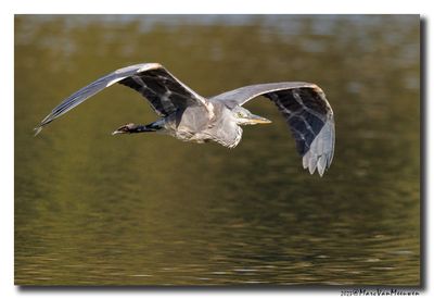 Blauwe Reiger - Grey Heron