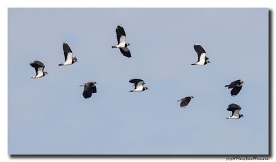 Kievit - Northern Lapwing