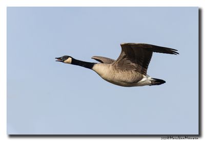 Grote Canadese Gans - Canada Goose
