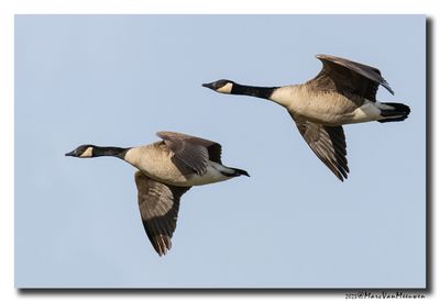 Grote Canadese Gans - Canada Goose