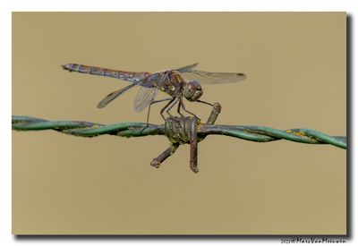 Steenrode heidelibel