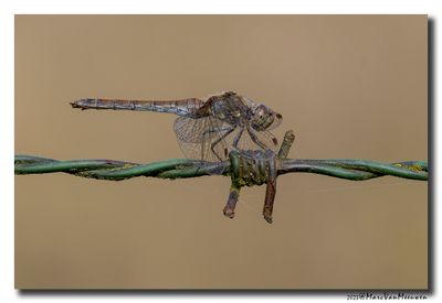 Steenrode heidelibel
