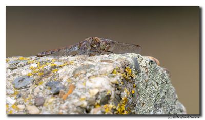 Libellen_dragonflies