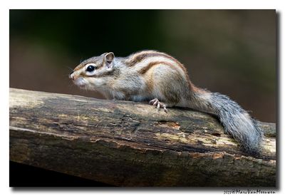 Siberische grondeekhoorn - Siberian Chipmunk