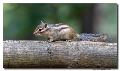 SSiberische grondeekhoorn - Siberian Chipmunk