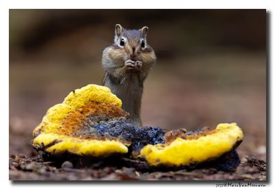 Siberische grondeekhoorn - Siberian Chipmunk