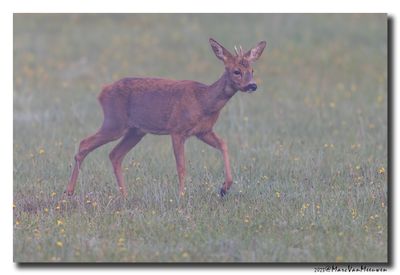 Ree - Roe deer