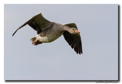 Grauwe Gans - Greylag Goose